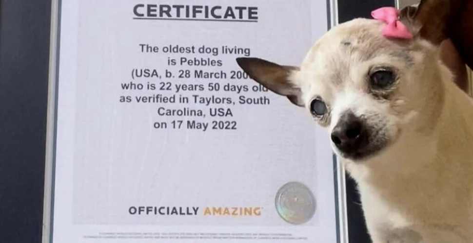 Pebbles, cel mai bătrân câine din lume, a murit. Câți ani avea?