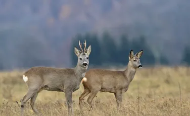 Ar putea exista de două ori mai multe specii de vertebrate pe Pământ. Cum este posibil?