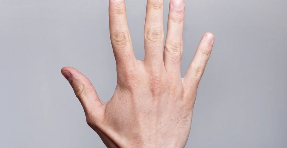 Ce spun degetele despre noi? Dimensiunea lor poate indica preferinţele sexuale