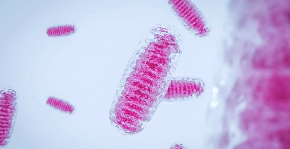 Cercetătorii dezvoltă o nouă tehnică pentru studiul mitocondriilor