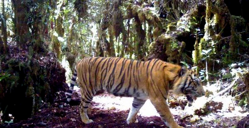 Victorie importanta pentru aparatorii animalelor – Creste numarul tigrilor din Sumatra