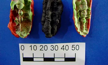 A fost descoperită o gumă de mestecat din Epoca de Piatră