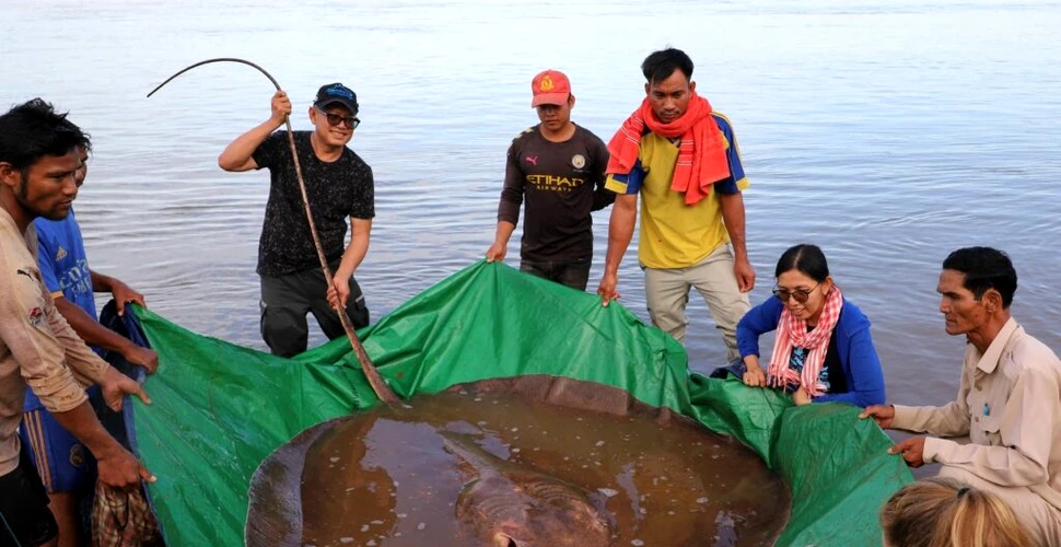 O pisică de mare uriașă, de 180 de kilograme, a fost pescuită în Cambodgia