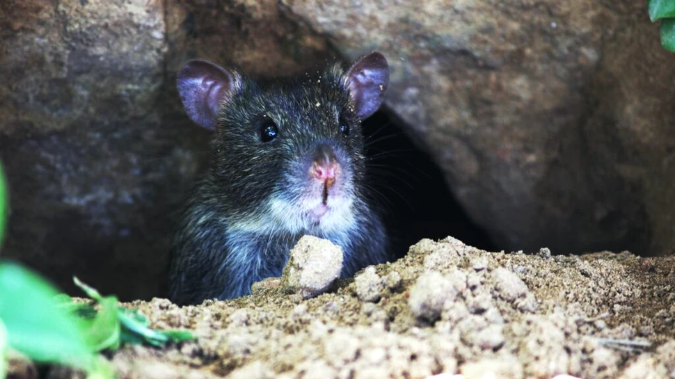 Un nou coronavirus a fost găsit răspândindu-se printre rozătoarele din Suedia