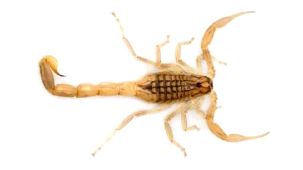 Secretele intepaturii scorpionilor