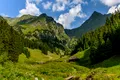 Munții Făgăraș, repopulați cu 12 zimbri