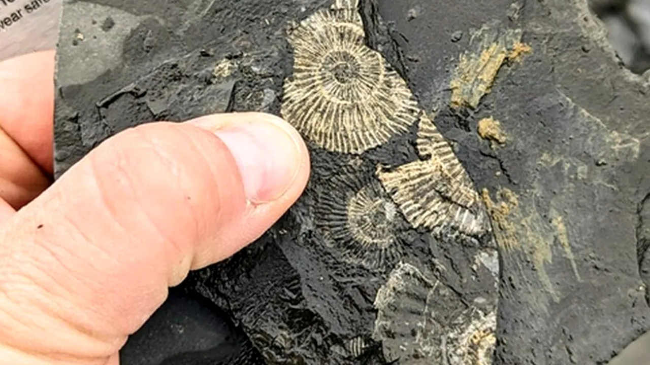 fosile-pirita-conservare-eurekalert_descopera (1) 