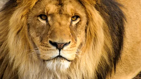 Un super-prădător din Africa stârnește mai multă frică decât „regele junglei”
