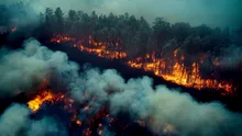 Iată gândacul atras de incendiile de pădure! De ce este acesta important?