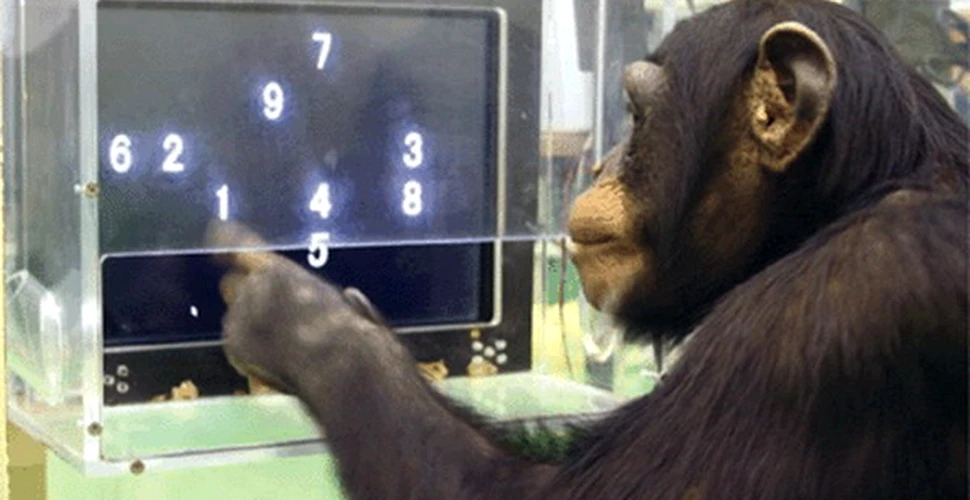 Cimpanzeii tineri au o memorie mai buna decat oamenii!
