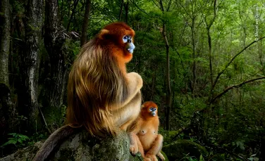 Marsel van Oosten câştigă premiul Wildlife Photographer of the Year 2018 cu fotografia ”Maimuţe holbându-se” – FOTO