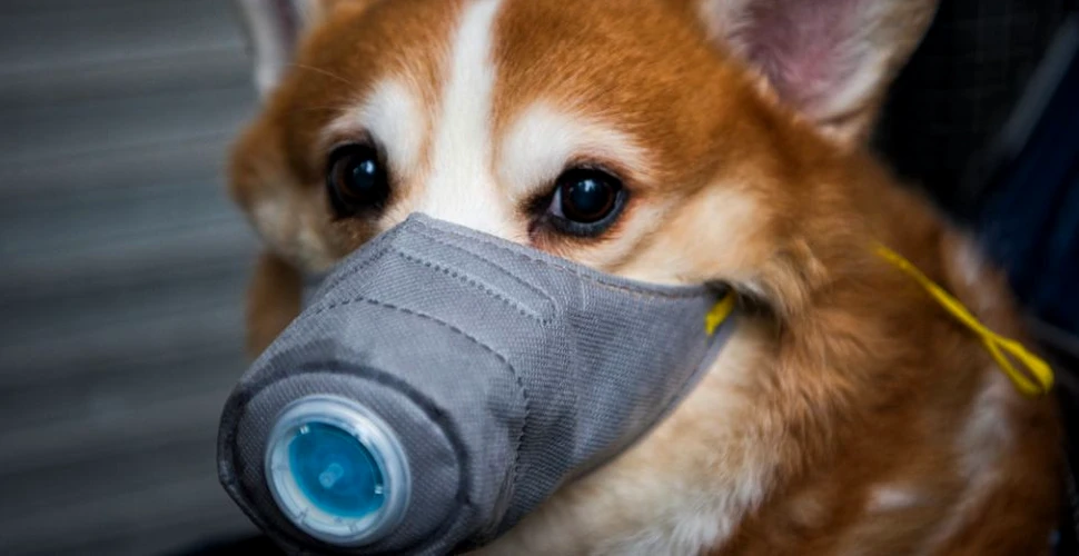 Un câine din Hong Kong a fost diagnosticat cu coronavirus