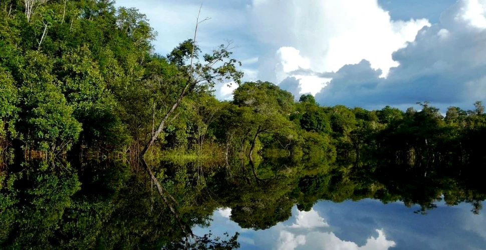În decurs de doar doi ani au fost descoperite peste 350 de noi specii în pădurea amazoniană, ”plămânul verde” al planetei