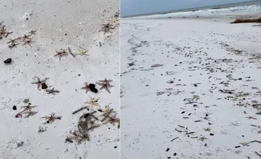 Uraganul Sally a lăsat în urmă mii de stele de mare pe o plajă din Florida