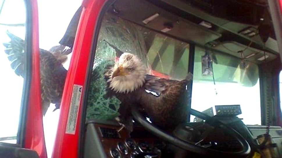 Vulturul a aterizat… prin parbriz