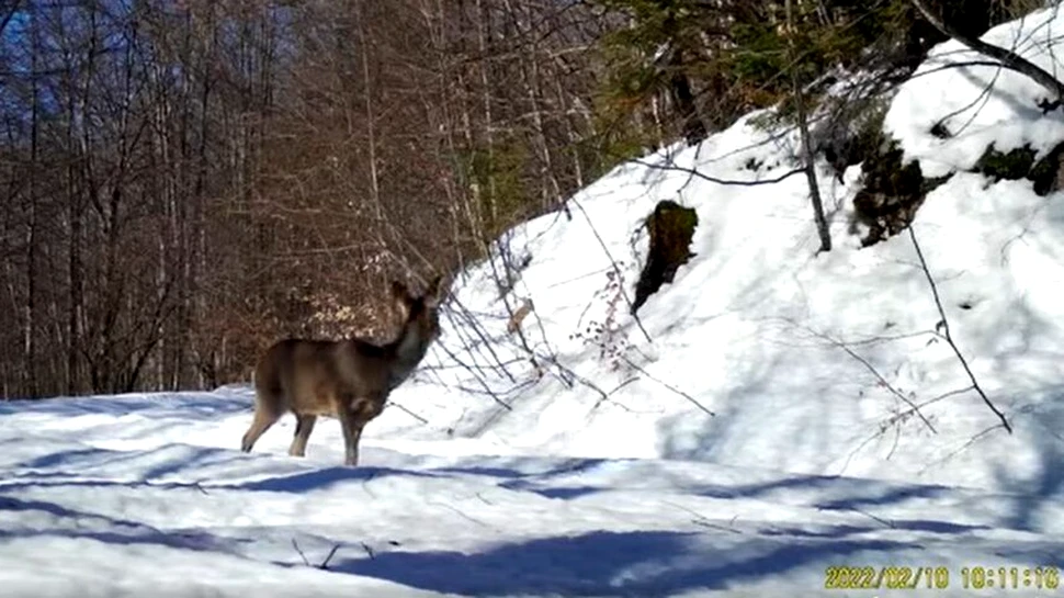 Imagini deosebite cu o căprioară, surprinse de o cameră de monitorizare în Parcul Natural Apuseni