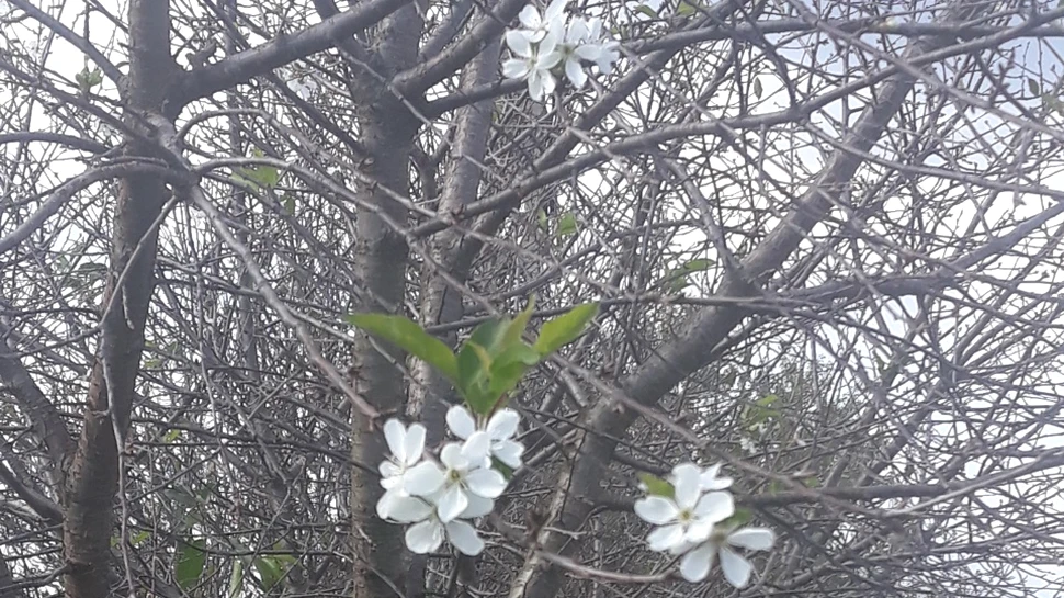 În judeţul Gorj, pomii au înflorit a două oară – FOTO