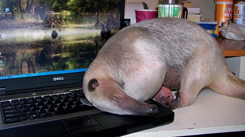 Cel mai bizar animal de companie (FOTO)