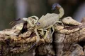Scorpionii invadează orașele din Brazilia. Pericol alimentat de urbanizare și schimbări climatice
