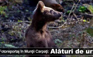 Fotoreportaj în Munţii Carpaţi: Alături de urşi – episodul 1
