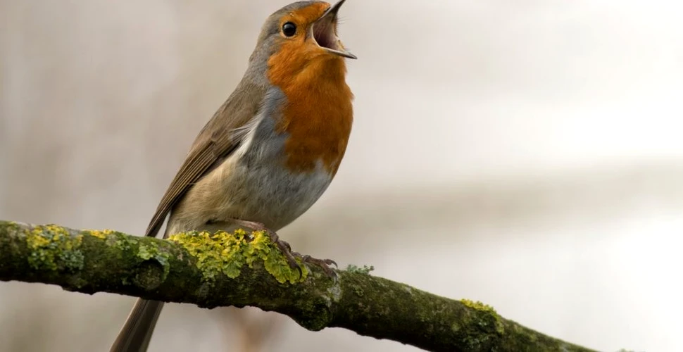 Natura continuă să ne uimească: Păsările nu cântă toate la fel. Au şi ele dialectele lor