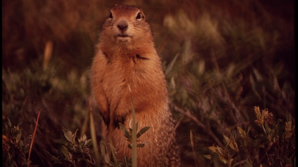 Animalele incredibile: veveriţele care au temperatura corpului de -3 grade Celsius (VIDEO)