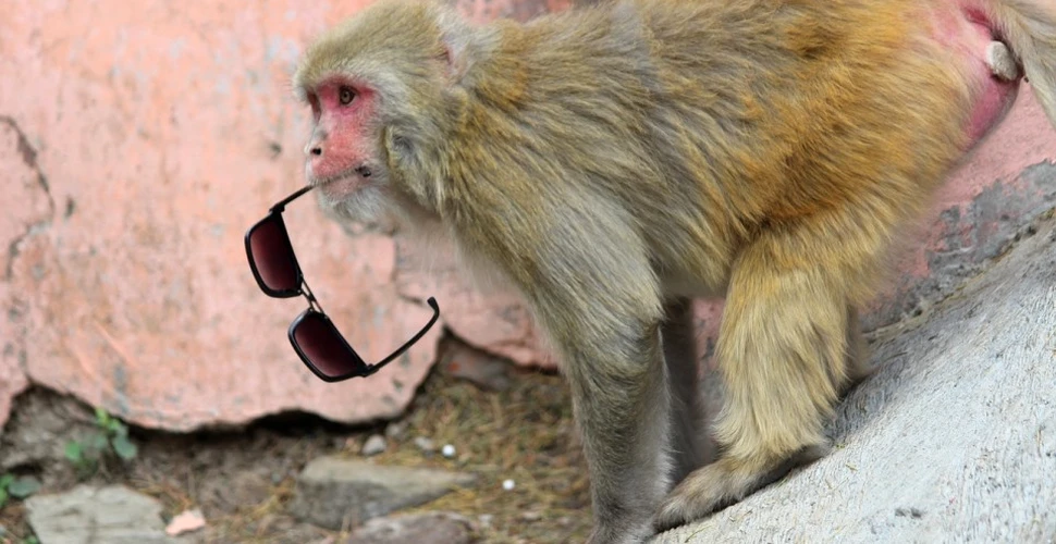 Încă un experiment controversat al chinezilor: savanţii au creat maimuţe cu ”creier de om”