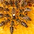 Oamenii afectează comunicarea la albine și adaugă stres suplimentar asupra coloniilor