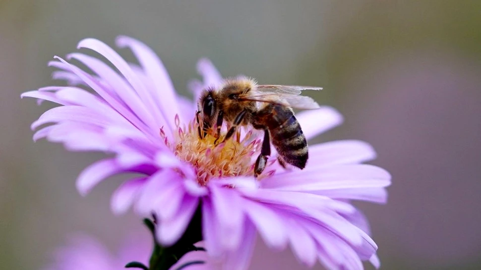 Albinele ar avea nevoie de multiple generații pentru a-și reveni de la o singură expunere la insecticide