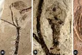 O fosilă descoperită de cercetătorii din China ar putea fi răspunsul la misterul „abominabil” al lui Darwin