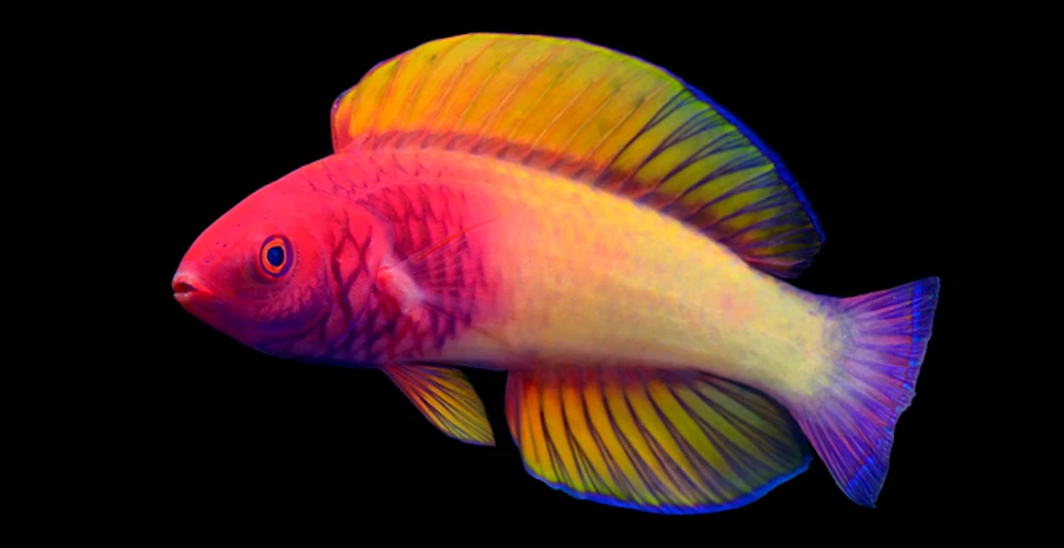 O nouă specie de pește a fost găsită în Maldive. Descoperirea aparține unui cercetător local