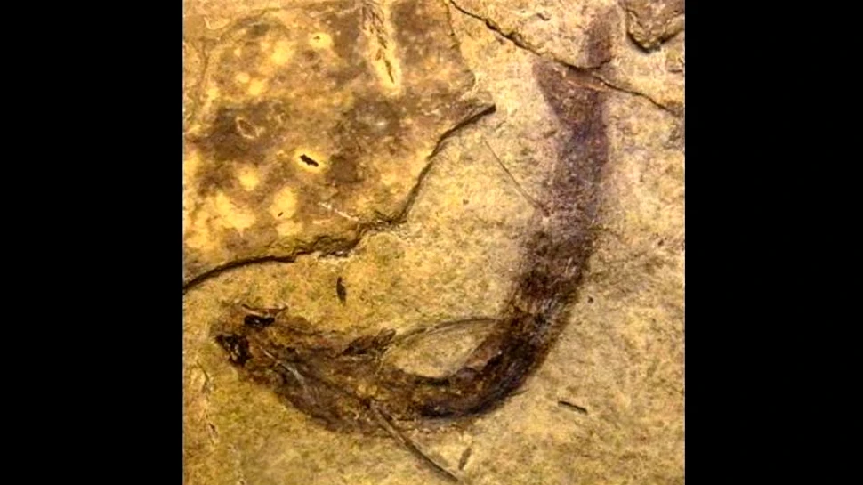 Când au început animalele să vadă în culori? O descoperire în premieră elucidează misterul