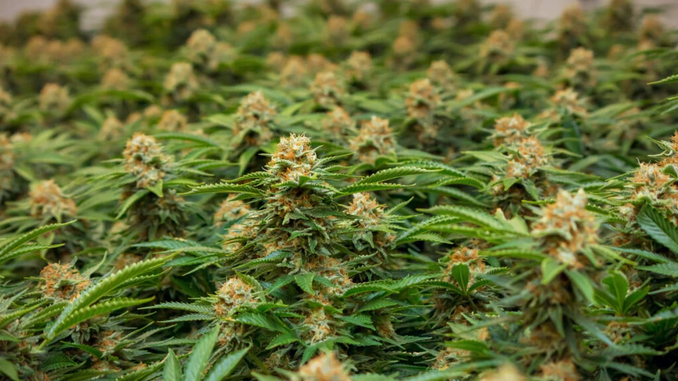 Cultură de cannabis, cu o capacitate de mii de plante, descoperită în Vrancea