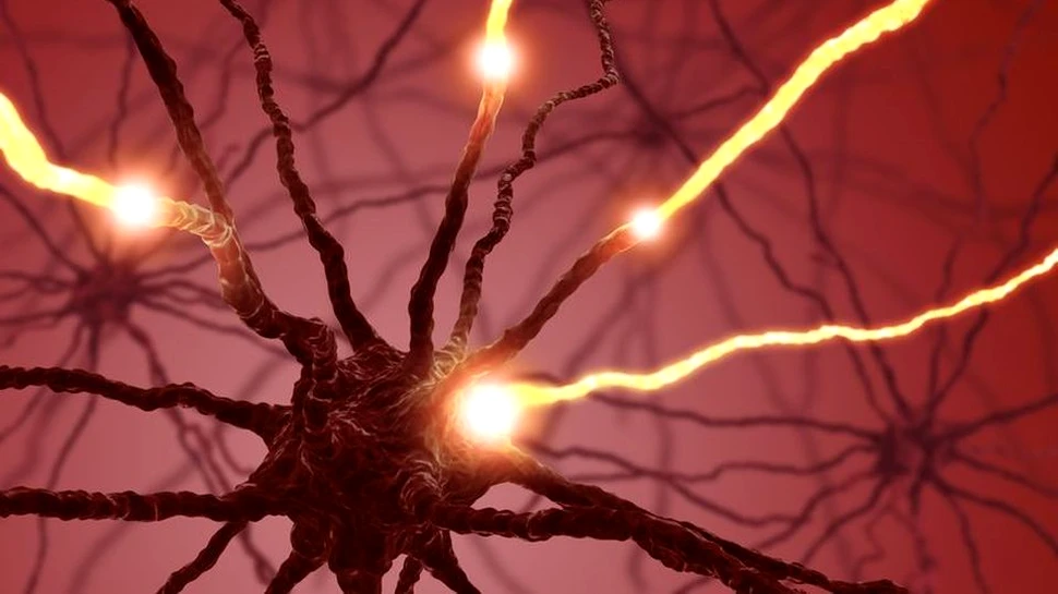A fost descoperit un nou tip de neuron cu un rol foarte important