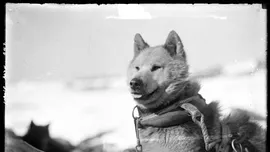 De ce au fost interziși câinii în Antarctica?