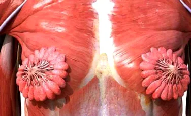 O imagine anatomică a sânilor provoacă controverse pe internet