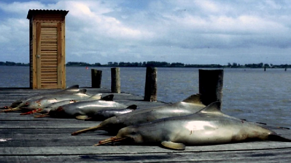 Singura specie de delfini ce trăieşte atât în apă dulce, cât şi în apă sărată, riscă să dispară în curând