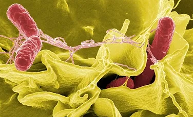 Descoperire inedită: o bacterie veche de 30.000 de ani prezintă rezistenţă la antibiotice