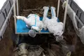 6 gropi de sacrificiu pline cu artefacte din vechiul regat al Chinei îi intrigă pe arheologi