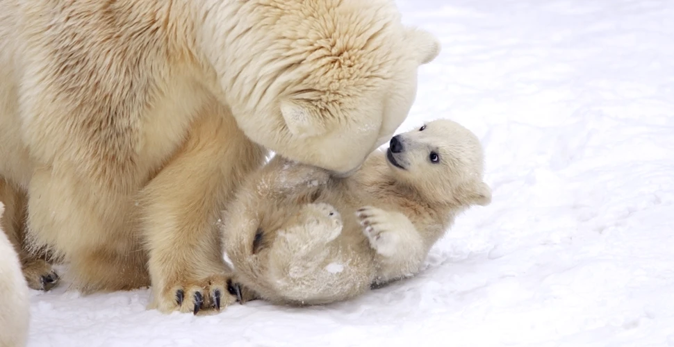 Cadou de Anul Nou: câţi urşi polari se vor naşte la sfârşitul acestui an?
