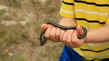 Locul de pe planetă în care o dată pe an se adună cei mai mulți șerpi