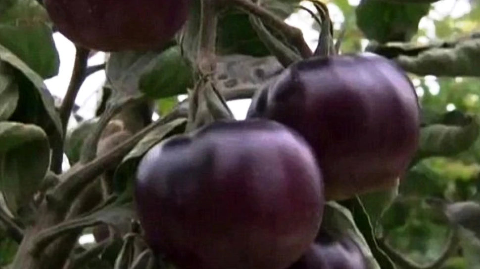 Faţa întunecată a legumelor: tomatele negre!