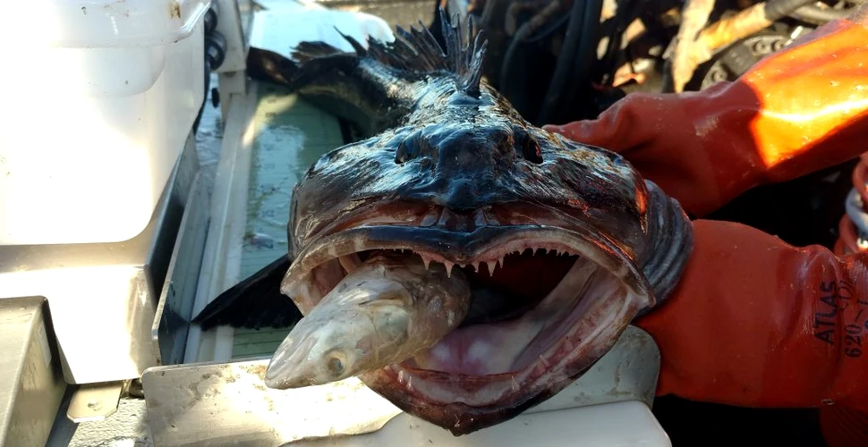 Peștele cu 555 de dinți care pierde zilnic câte 20. Este mai comun decât am crede