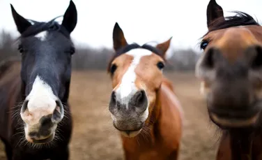 Caii au învăţat să comunice cu oamenii. Au avut nevoie de doar 15 minute pe zi, timp de 2 săptămâni