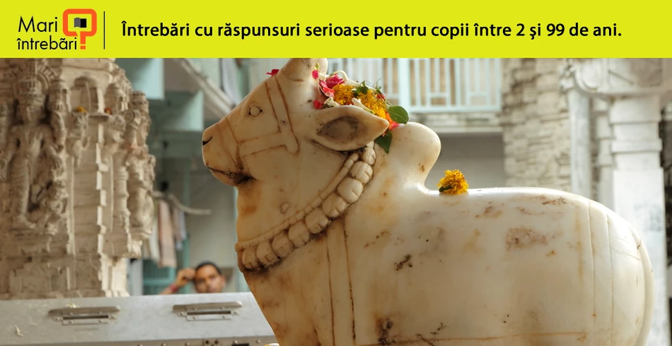 De ce credincioşii hinduşi venerează vacile?