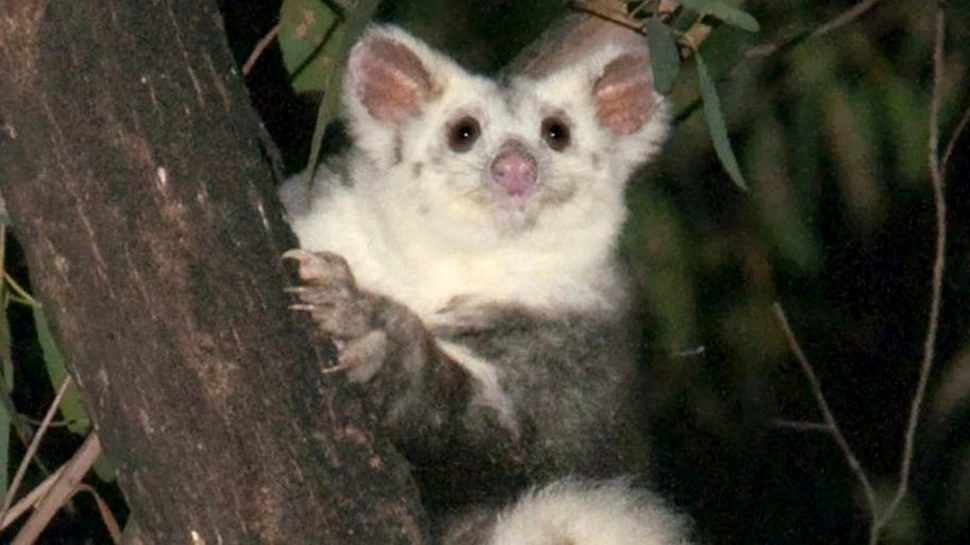 Noi specii de veveriță marsupială, descoperite în Australia: Biodiversitatea țării tocmai a devenit mai bogată