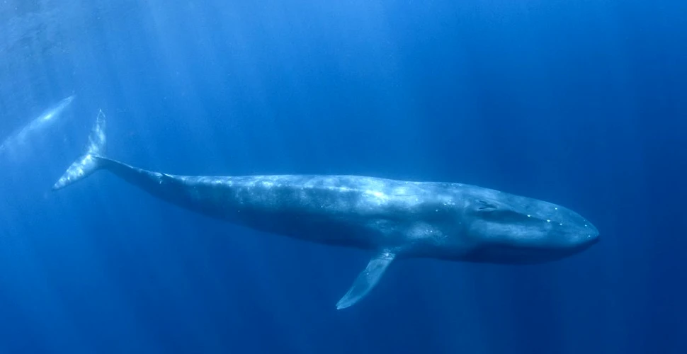 Detectoarele de bombe nucleare au dezvăluit o populație secretă de balene în Oceanul Indian