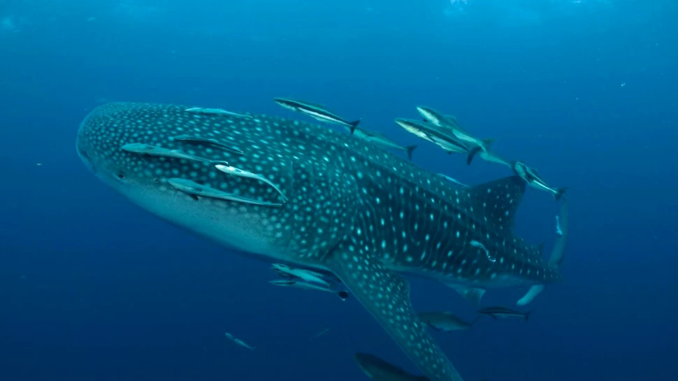 Test de cultură generală. În care ocean trăiesc cel mai mulți rechini?