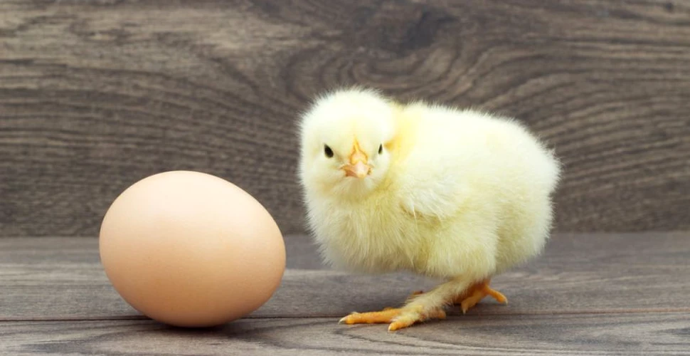 Cine a fost primul: oul sau remediul pentru cancer? Japonezii au modificat genetic găinile pentru a depune ouă care vor trata cancerul