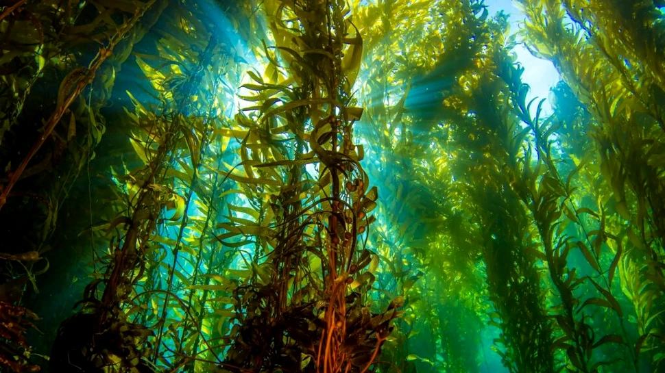 Inginerii au transformat algele putrezite în combustibil pentru mașini